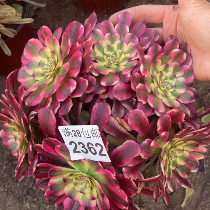 2362美姬多肉植物