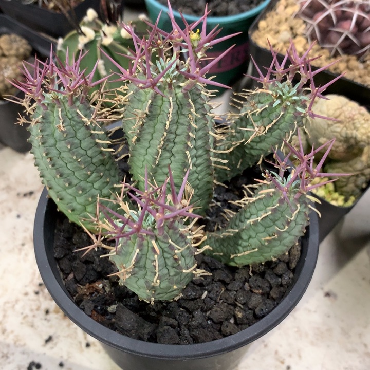 【闪购商品】开播福利实生实生实生