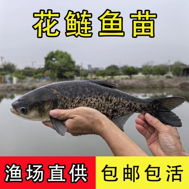 淡水养殖食用花鲢鱼鲢鳙鱼胖头鱼白鲢头鱼