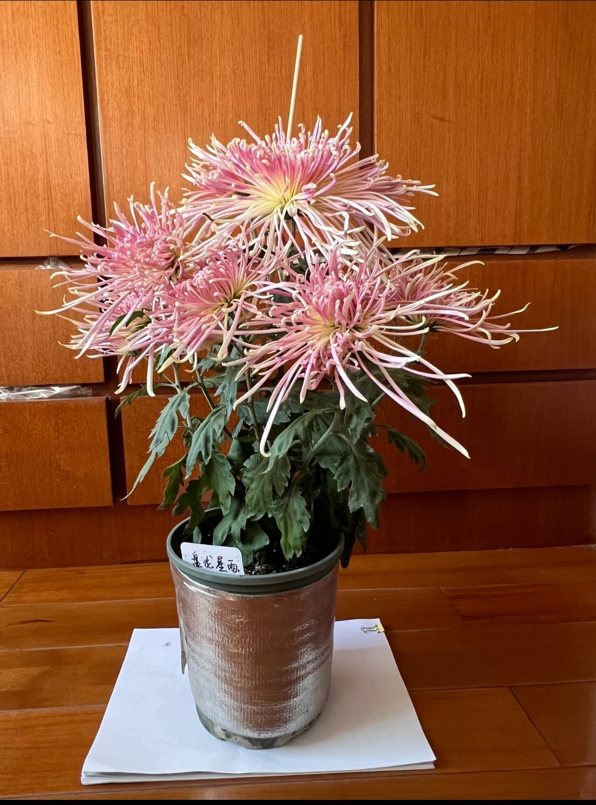 九月菊【盘龙星雨】菊花盆栽 大花富贵菊  好养活