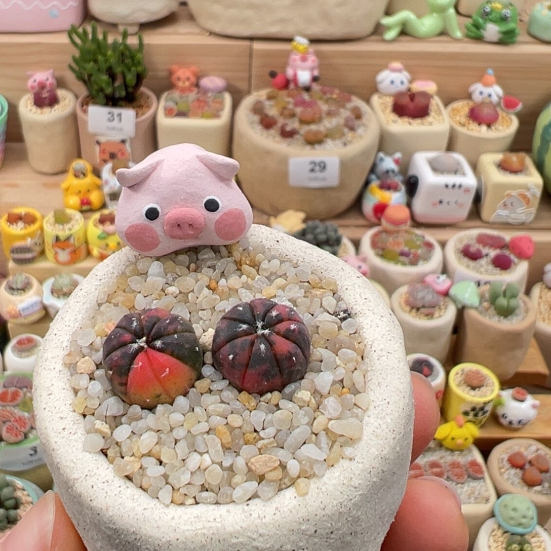 多肉植物36号兜锦