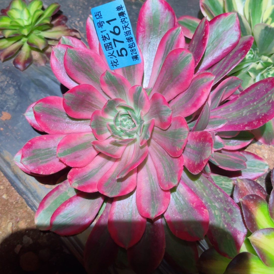 女妖5761多肉植物