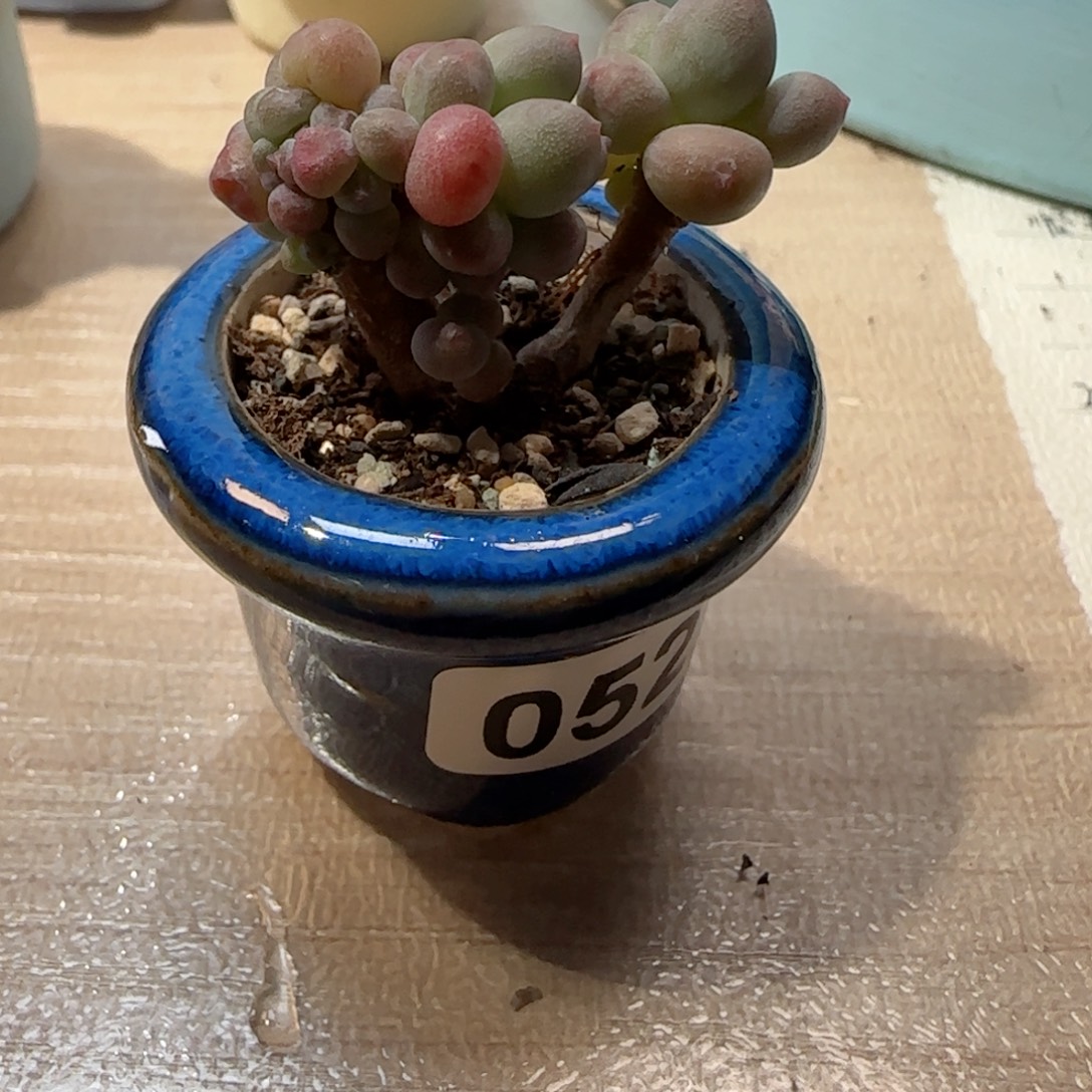 富***子缀化彩虹盆口1.5cm