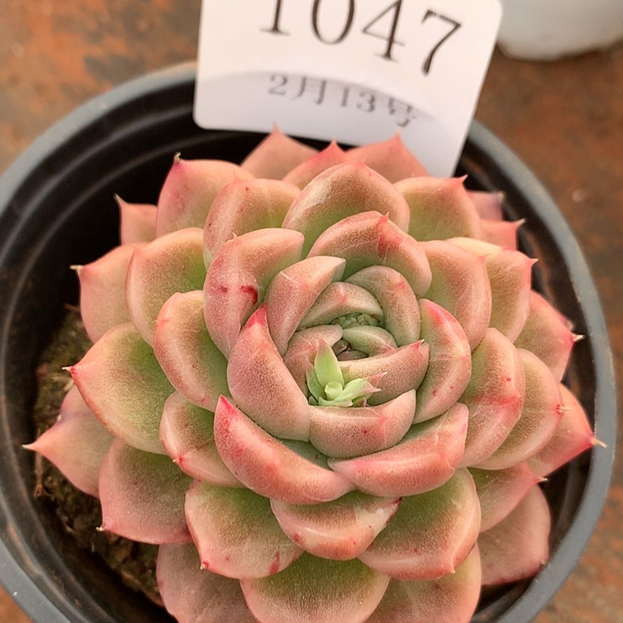 【闪购商品】云1047