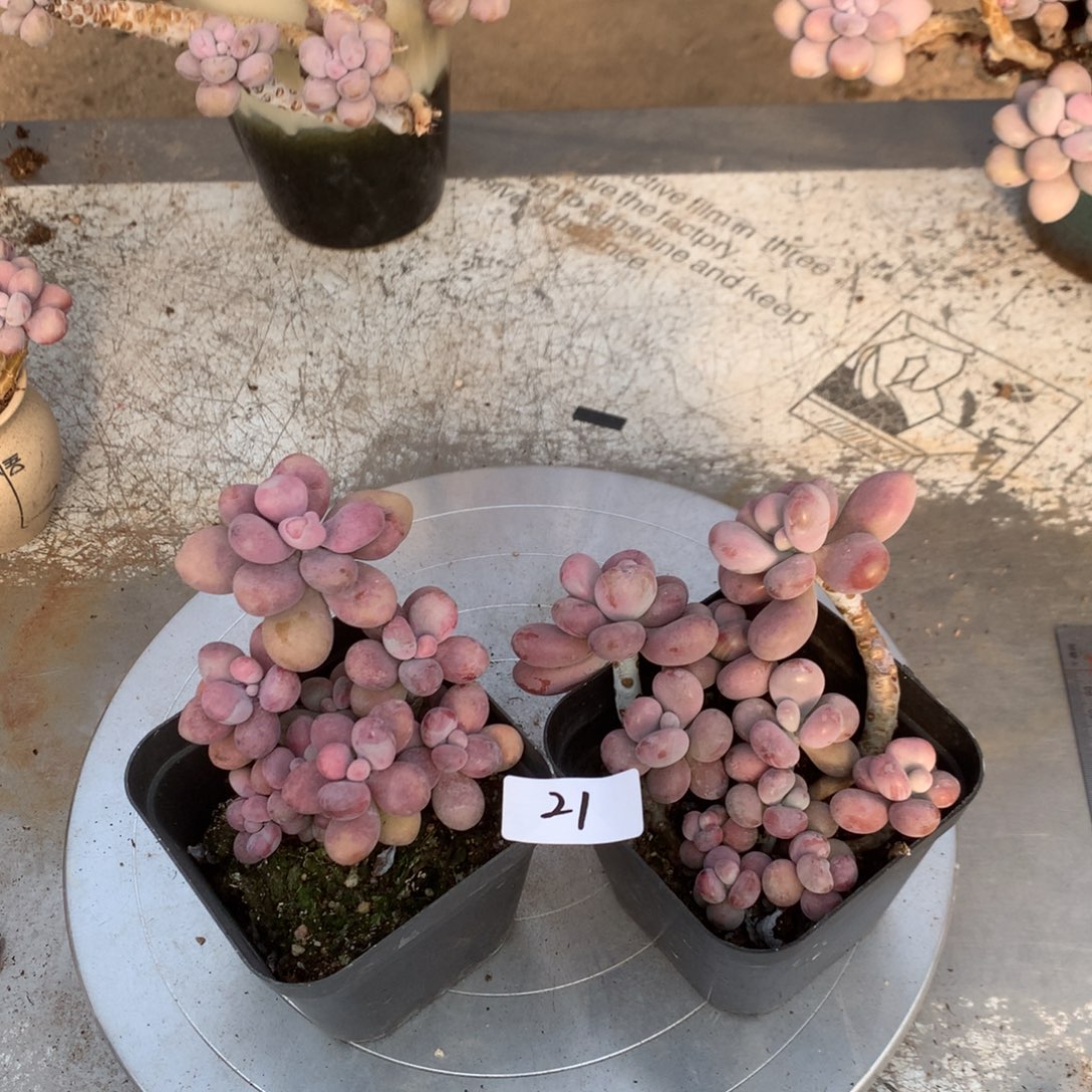 桃蛋老桩不带盆21号