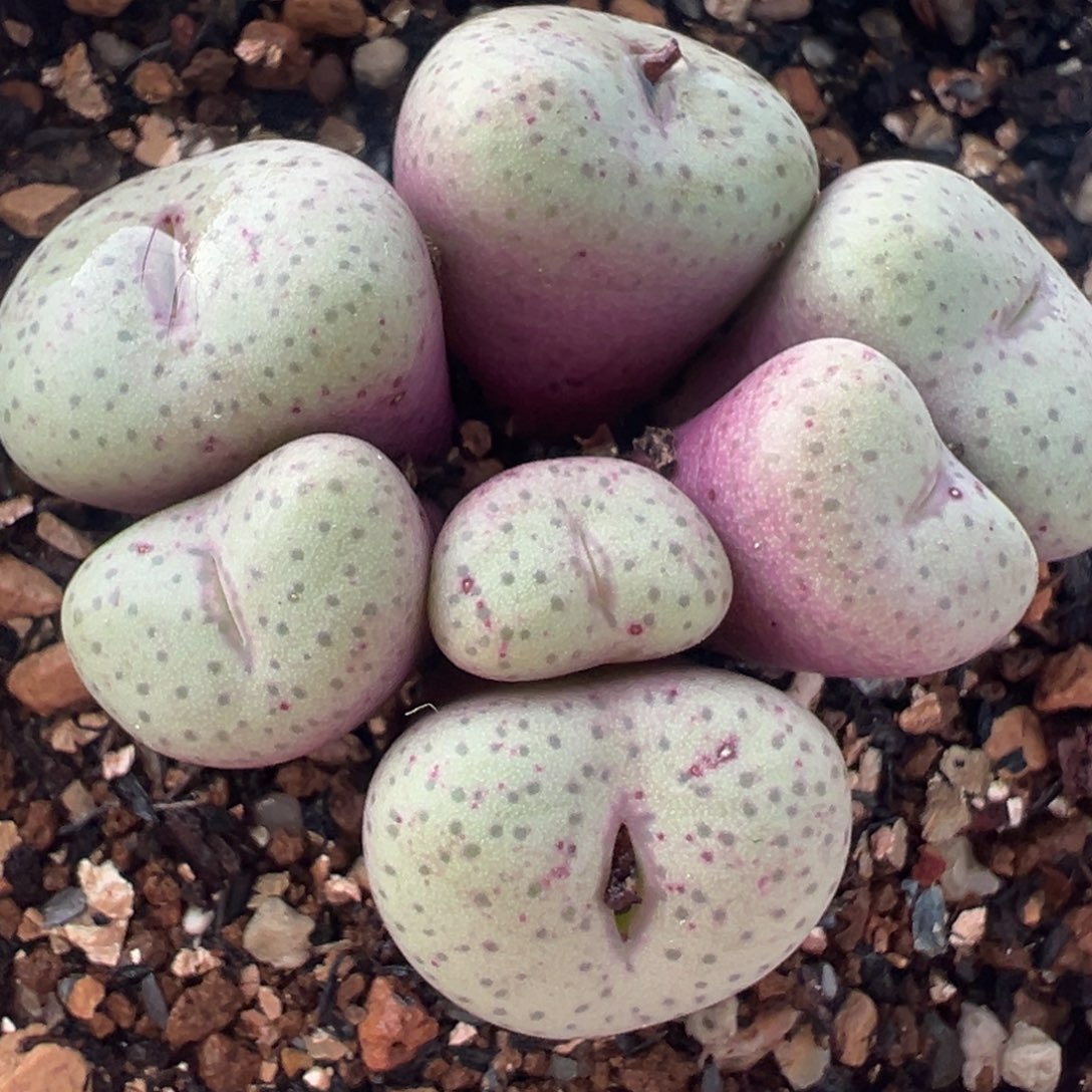 金桔嘴多肉植物百科