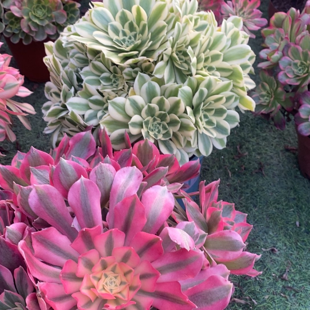 迈巴赫➕粉玲珑多肉1颗