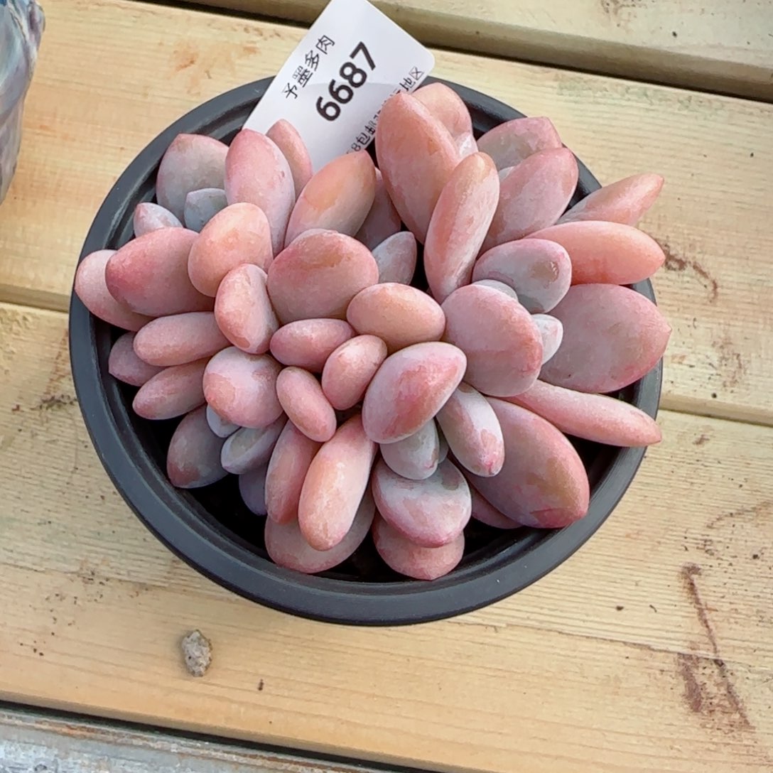 粉兔群无砍，6687多肉