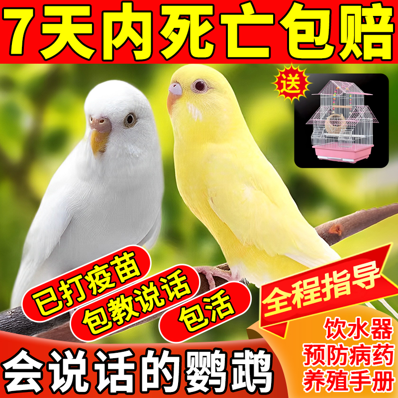 虎皮活体宠物鹦鹉鸟笼活体鸟手养学说话的小宠物鸟大头玄凤牡丹鸟