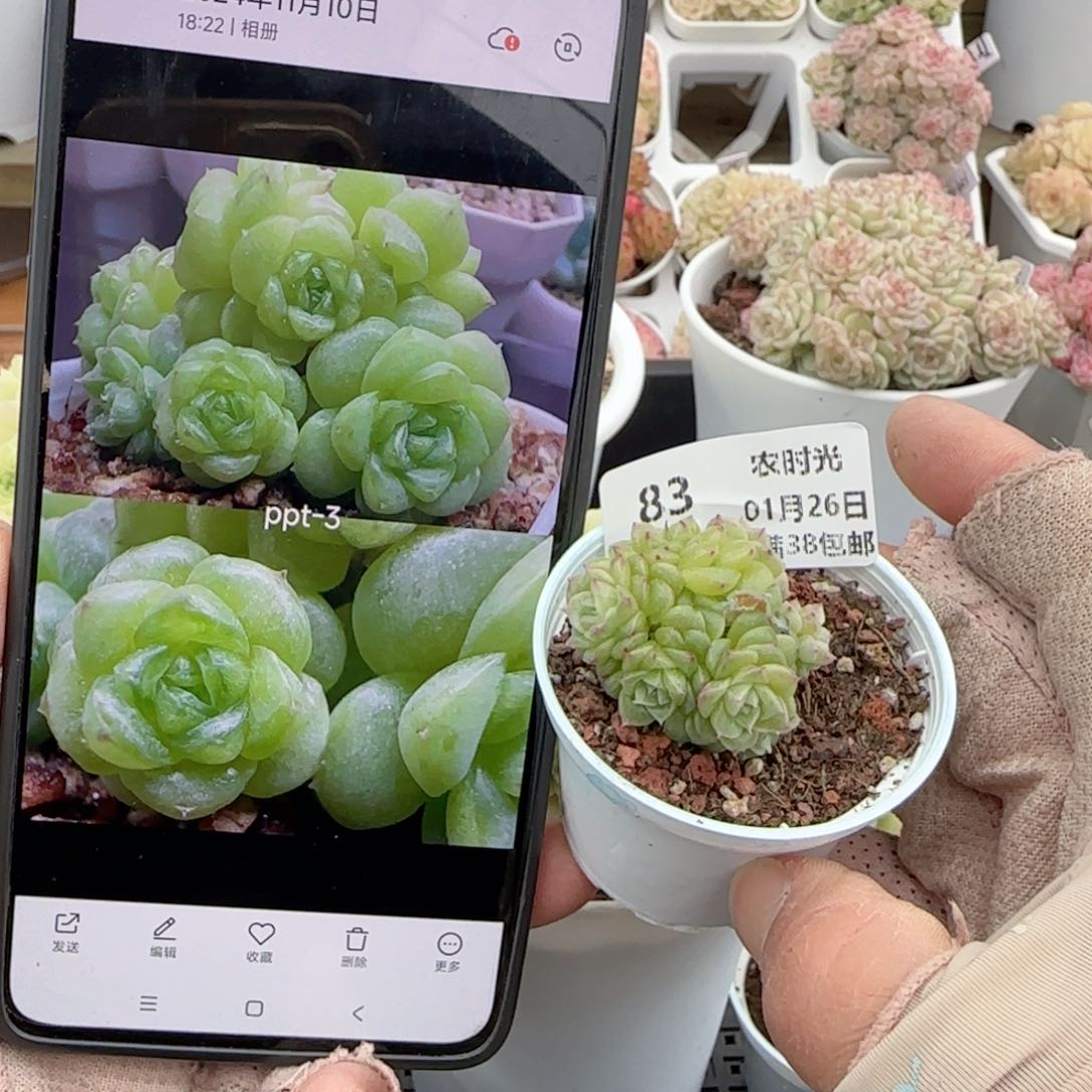 端**雪【闪购商品】0126-83（ppt-3）