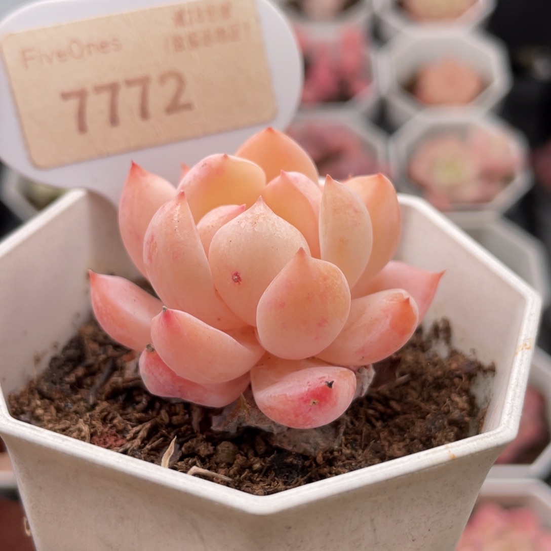 海盐薄荷7772-4.5厘米