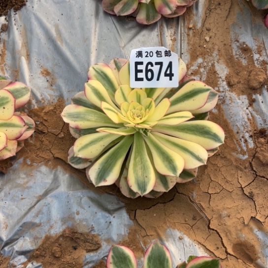 雅***芙674倾城法师不包断枝