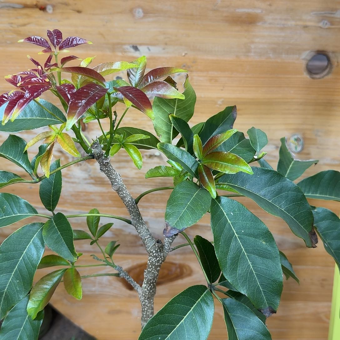 一***知当前无花栽培后可以开花状元红