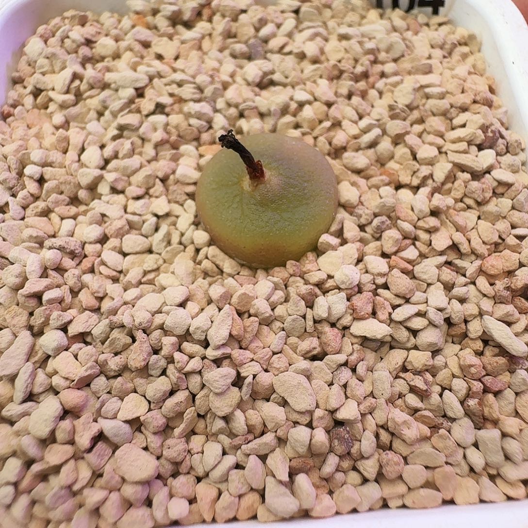 多肉植物矮扁哈默灯泡104