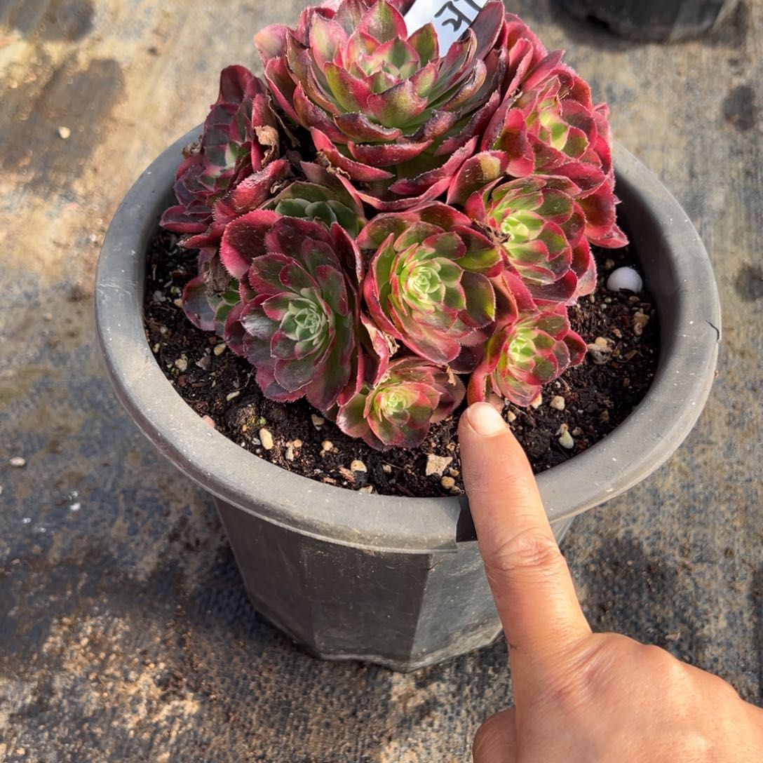 277鸿运多肉多肉多肉