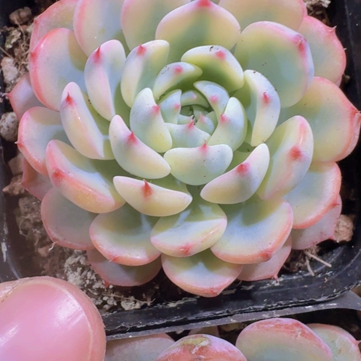 姬莲锦一颗福利福利
