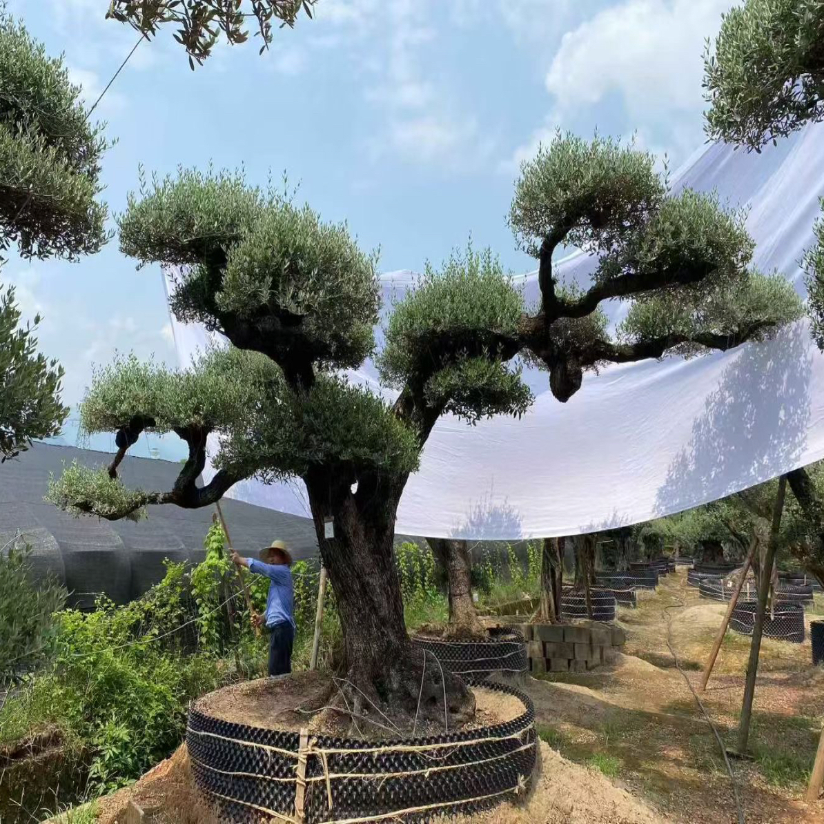 进口西班牙油橄榄造型树高级灰地中海风格庭院景观树网红植物