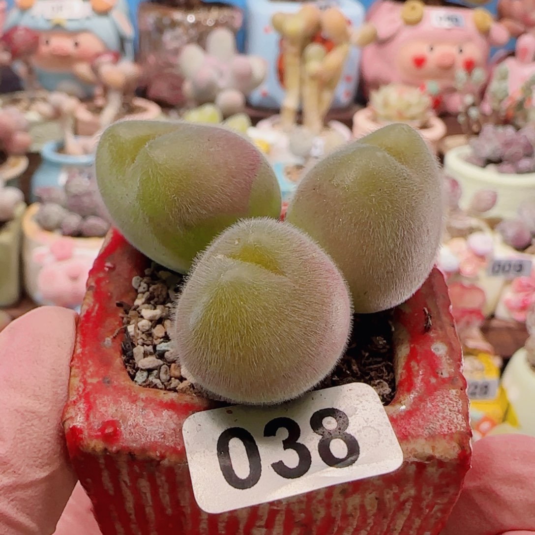 T肥肥毛翠盆口3.5cm