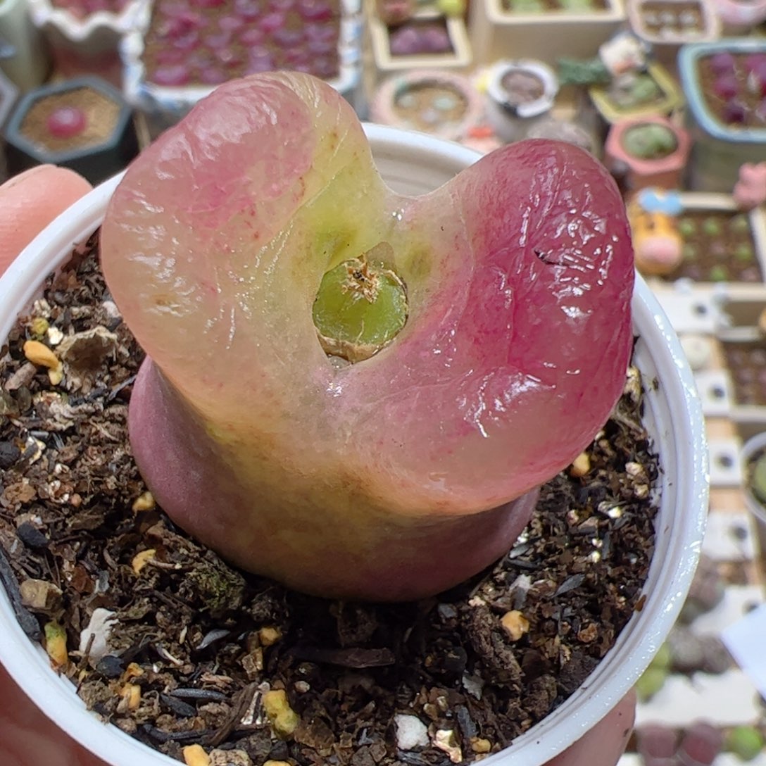 【闪购商品】331 福利