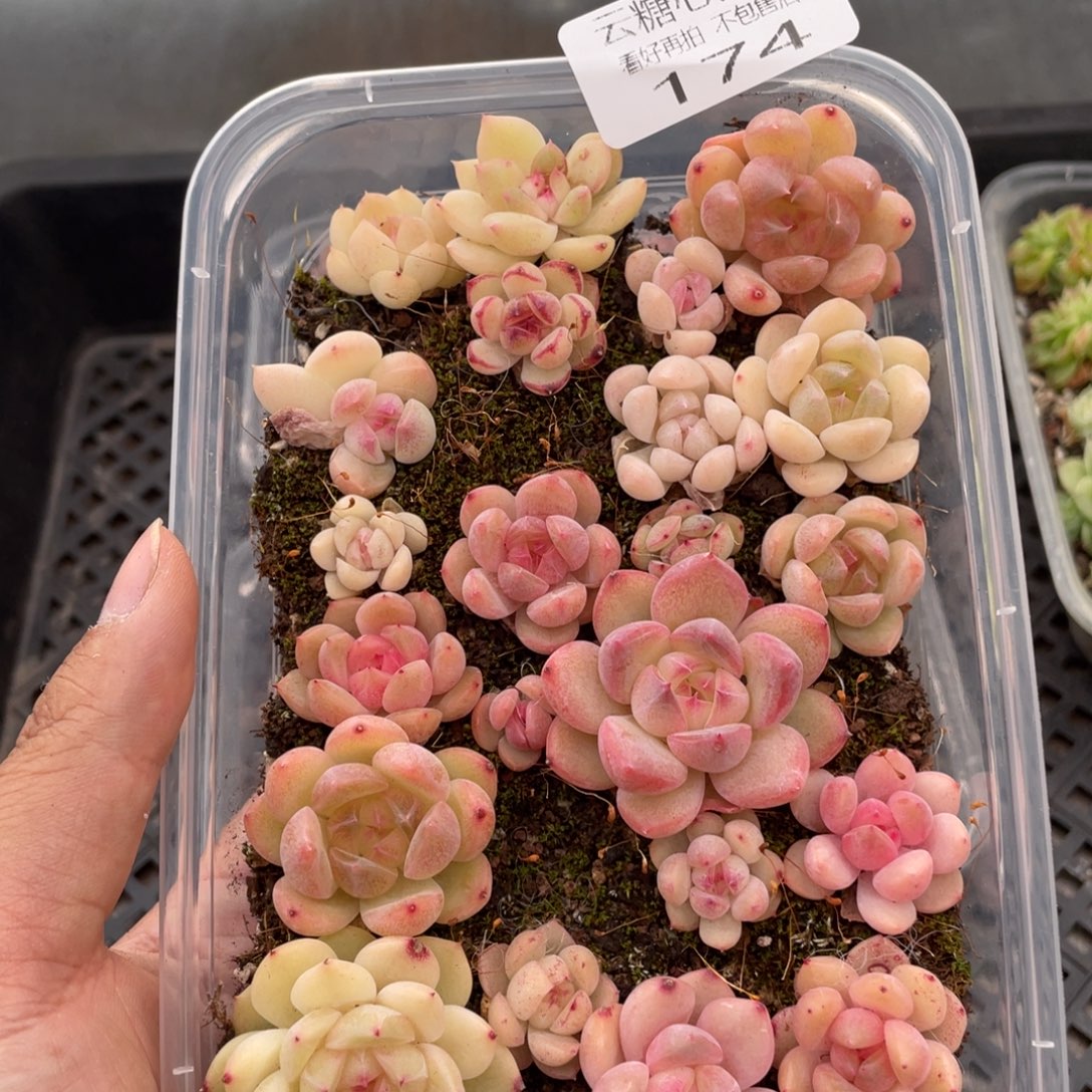 云糖心多肉植物174