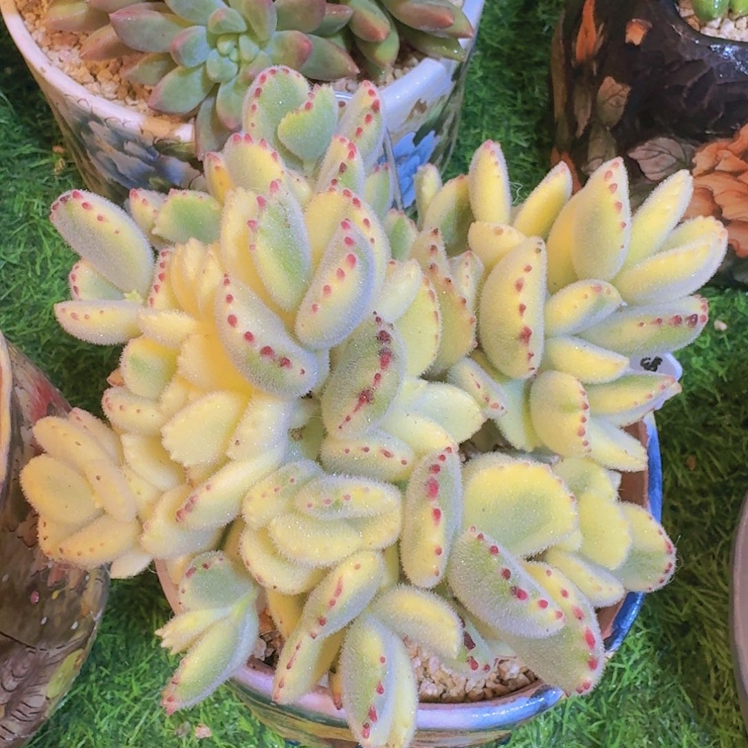 无花朵熊童子锦一物一拍