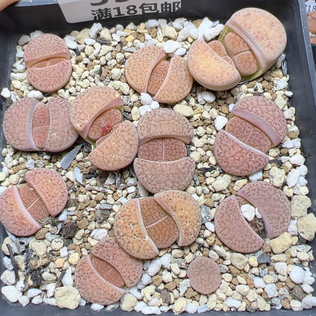 【闪购商品】354……