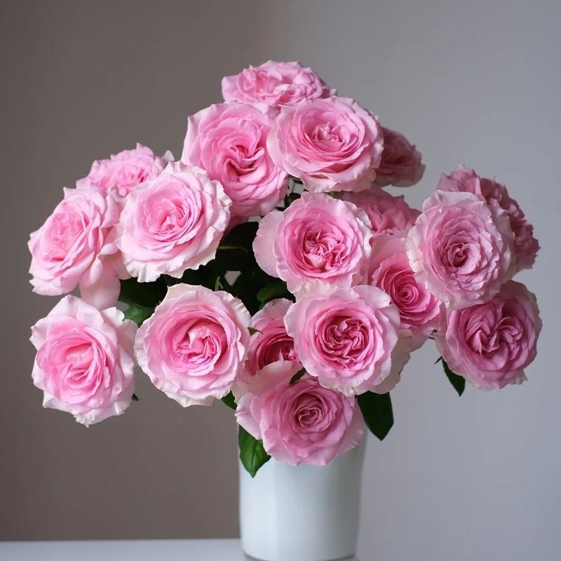 【洛神】单头玫瑰10支