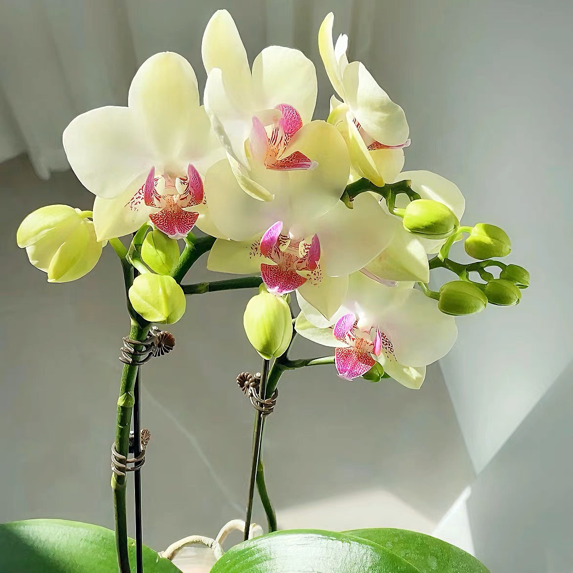 【花购】绿熊 带花带花苞