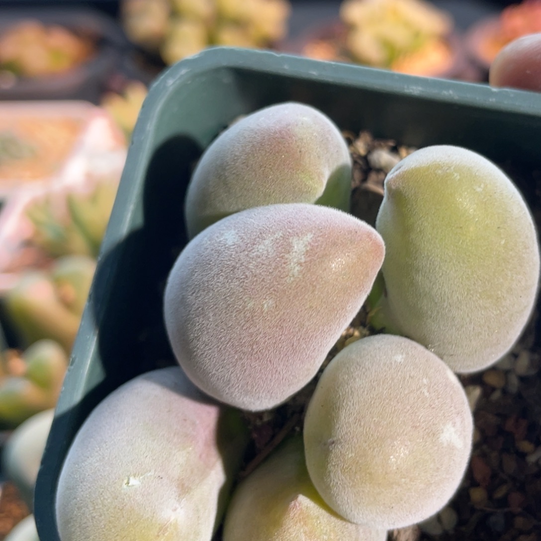 双排扣宝辉玉植物一物一拍