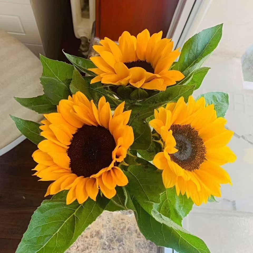 【3枝 向日葵】  云南鲜花基地直发