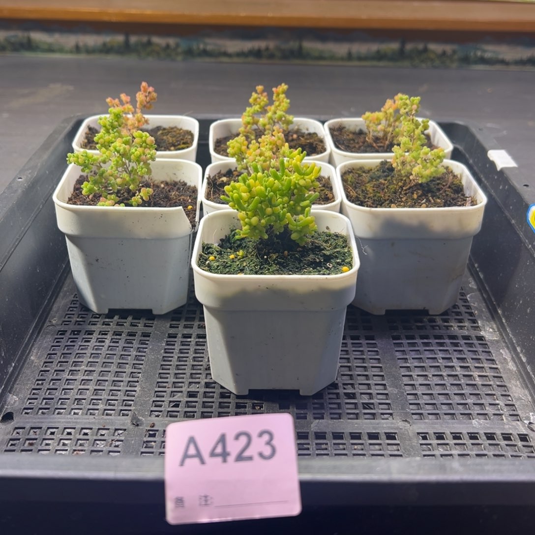 @***七枝干番杏多肉植物补发