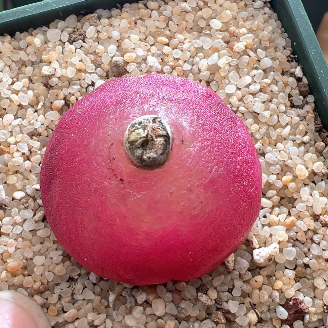 100优选灯泡奶奶一颗