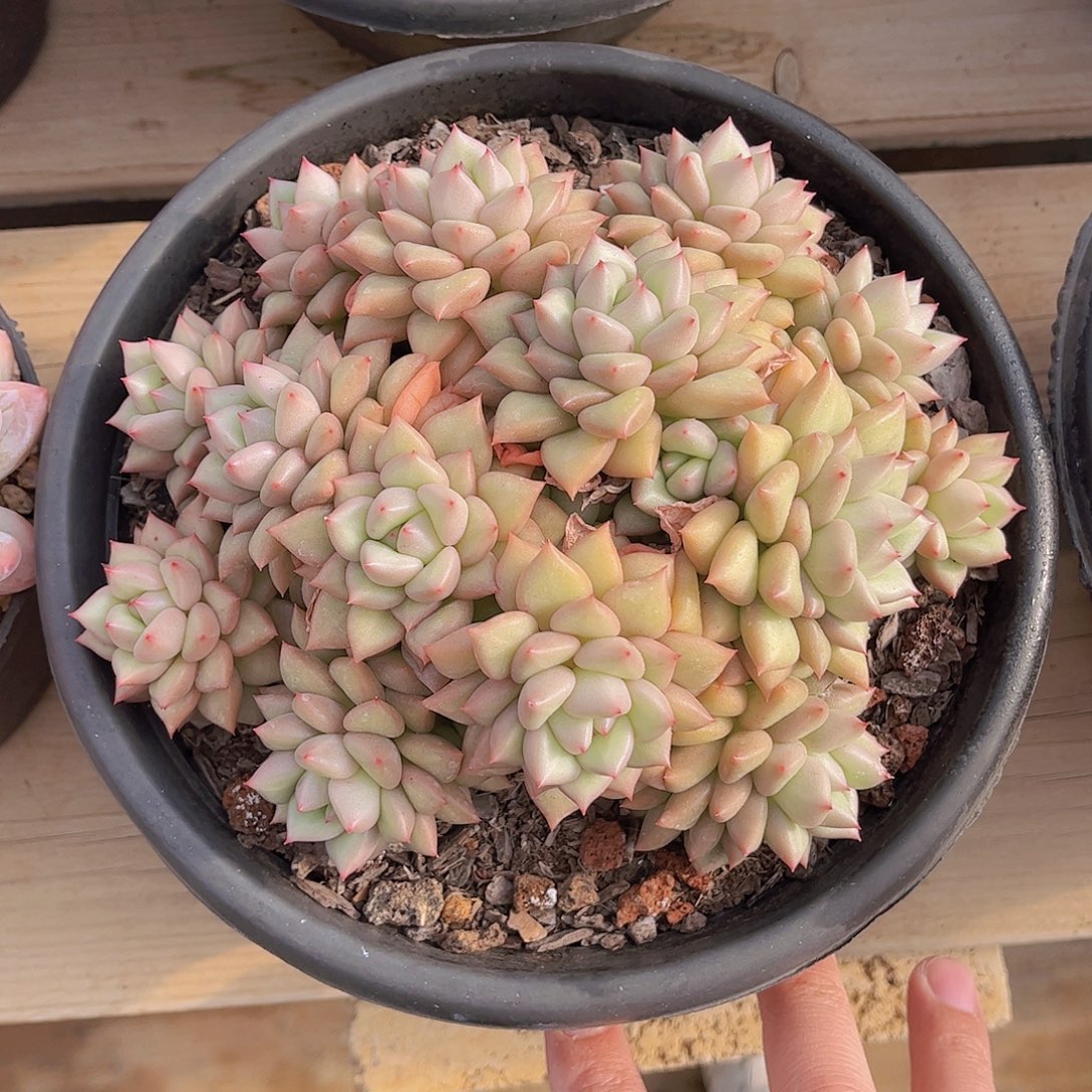 香***生韩版黄金象牙多肉