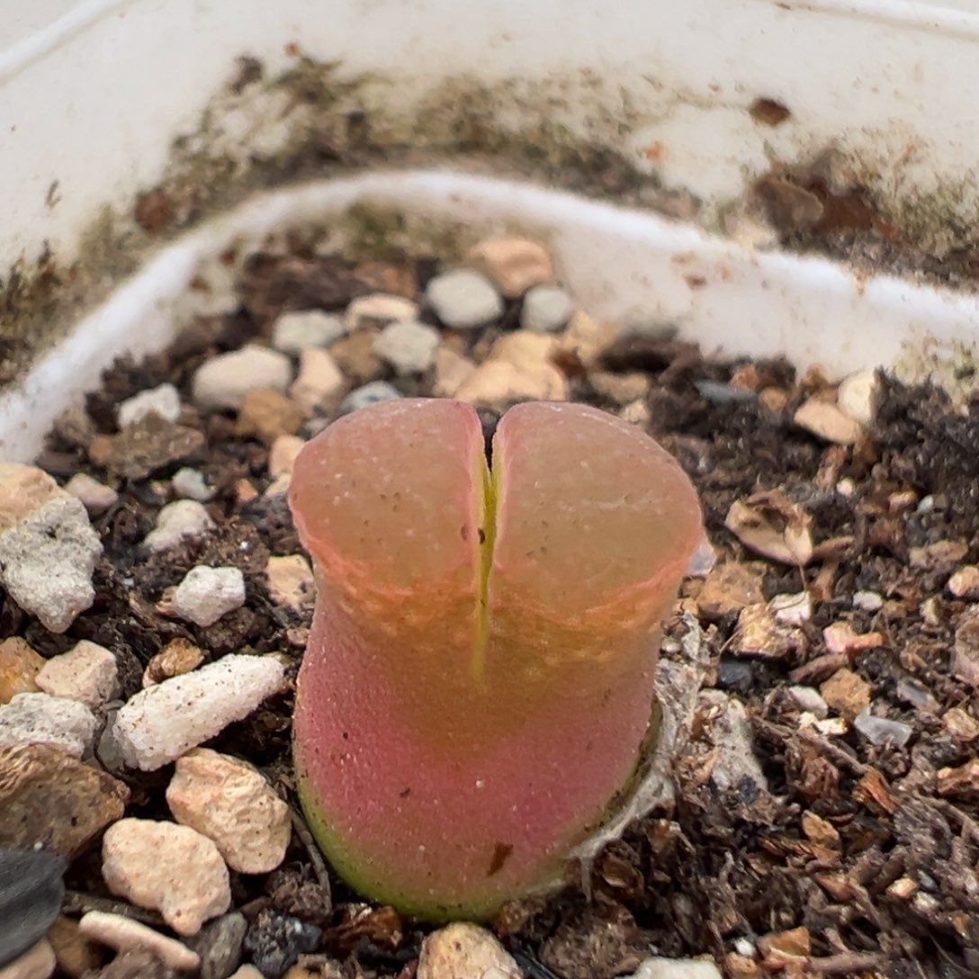 110多肉植物百科知识
