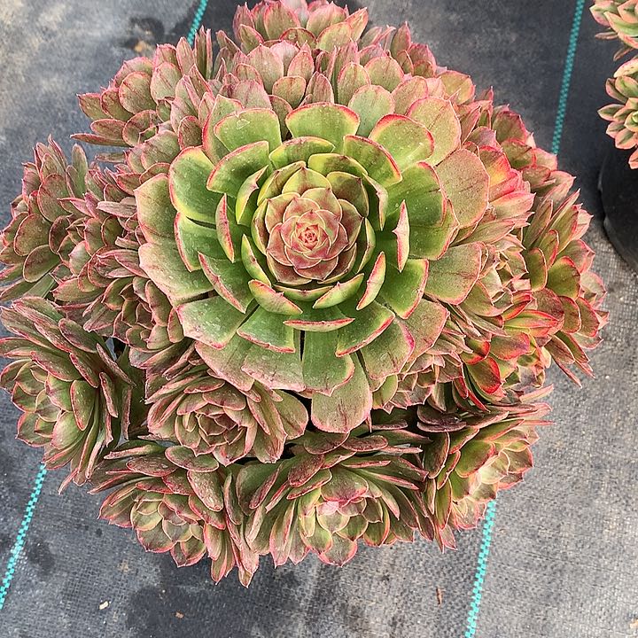 半夏法师图片多肉植物