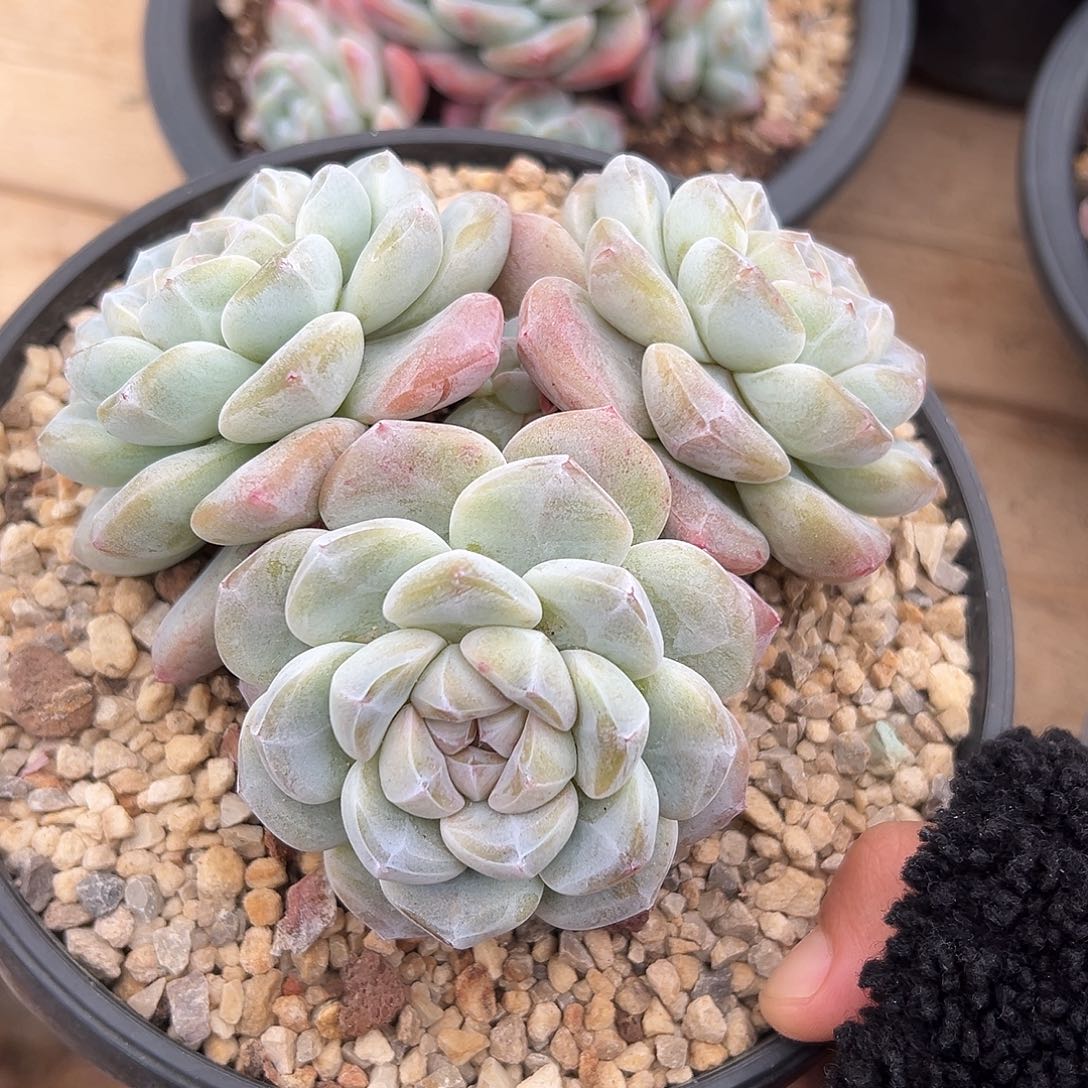 3头粗腿老桩哈哈哈哈