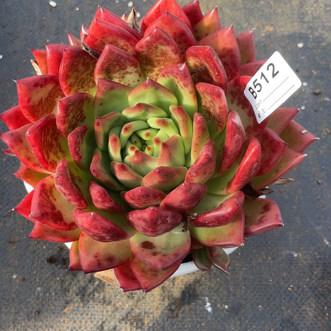 若如东云单拍B512