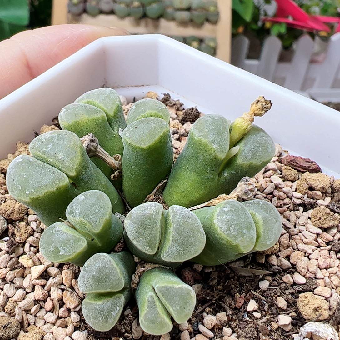 江南特别风铃母本带盆发