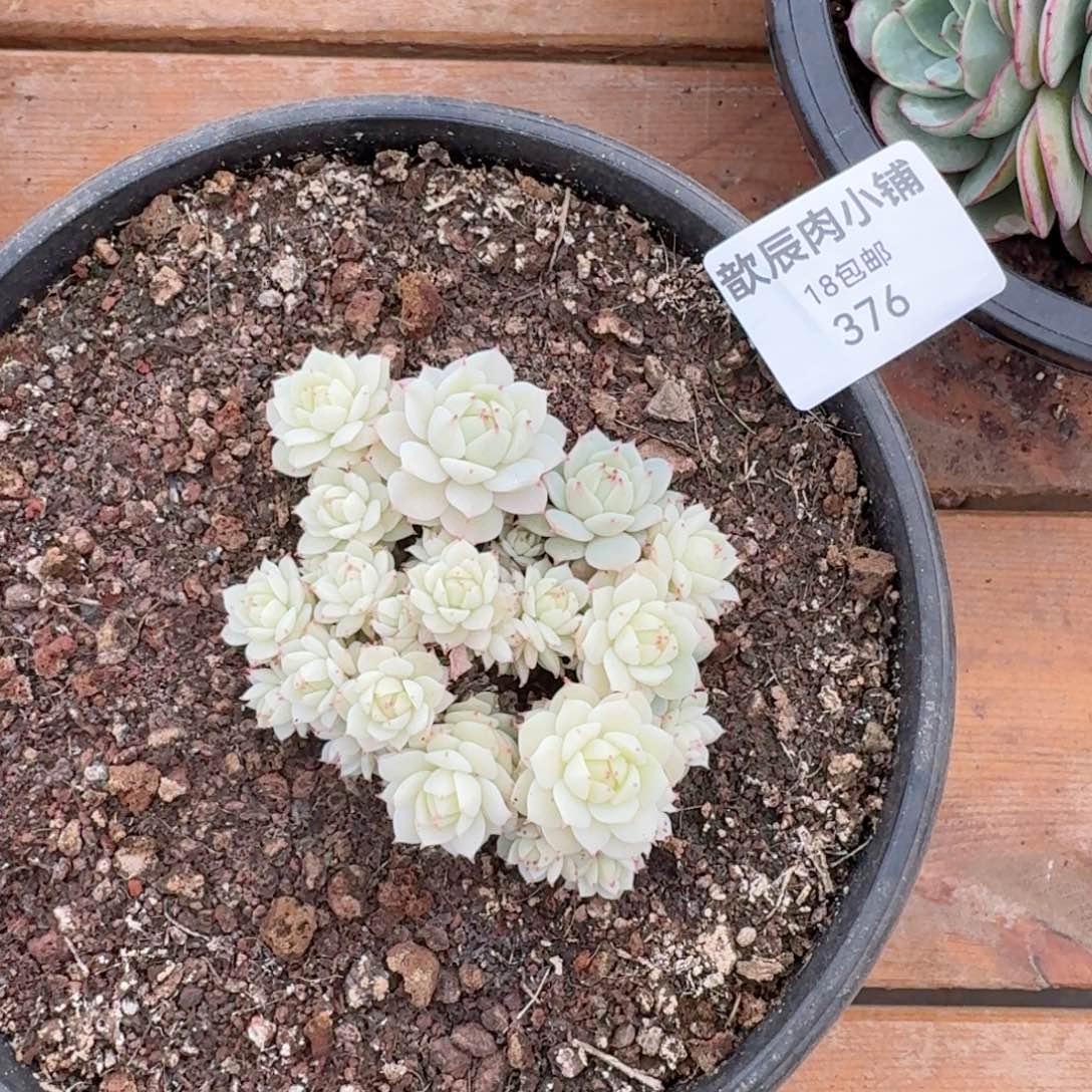 多肉植物静夜锦群376