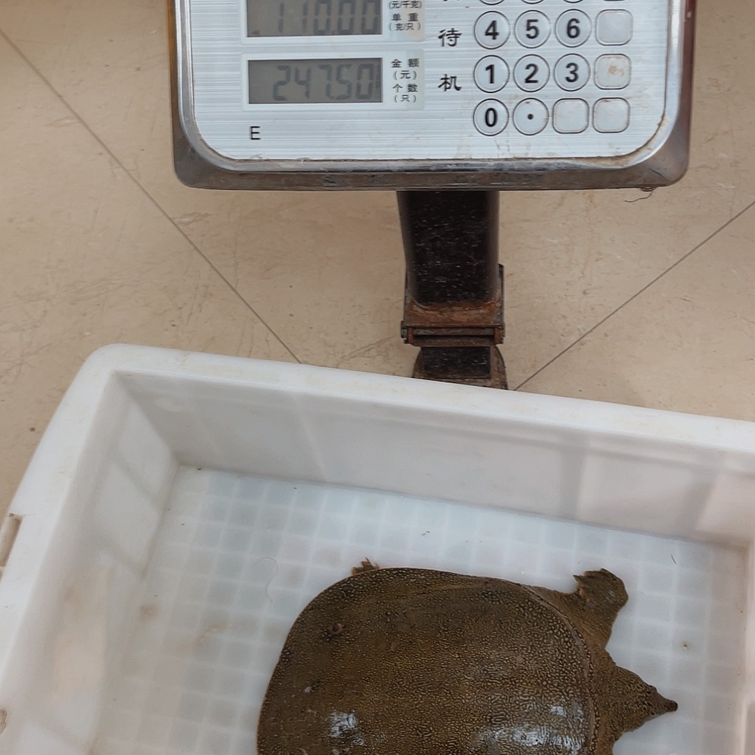 中国大陆野生甲鱼包邮包活