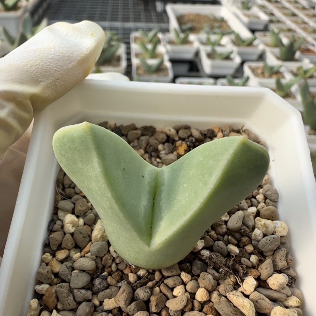 王***的12-3当天满38包邮翼