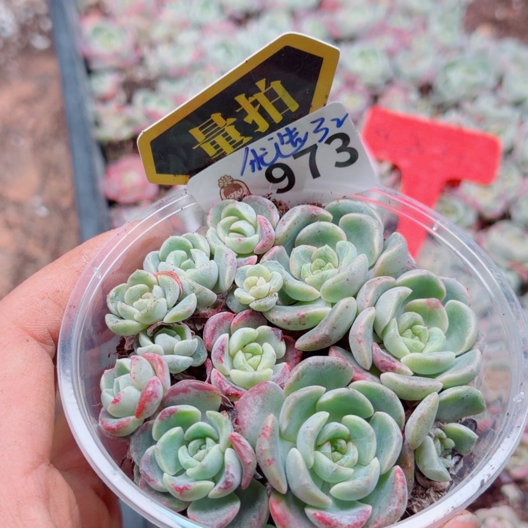 多肉植物多肉植物
