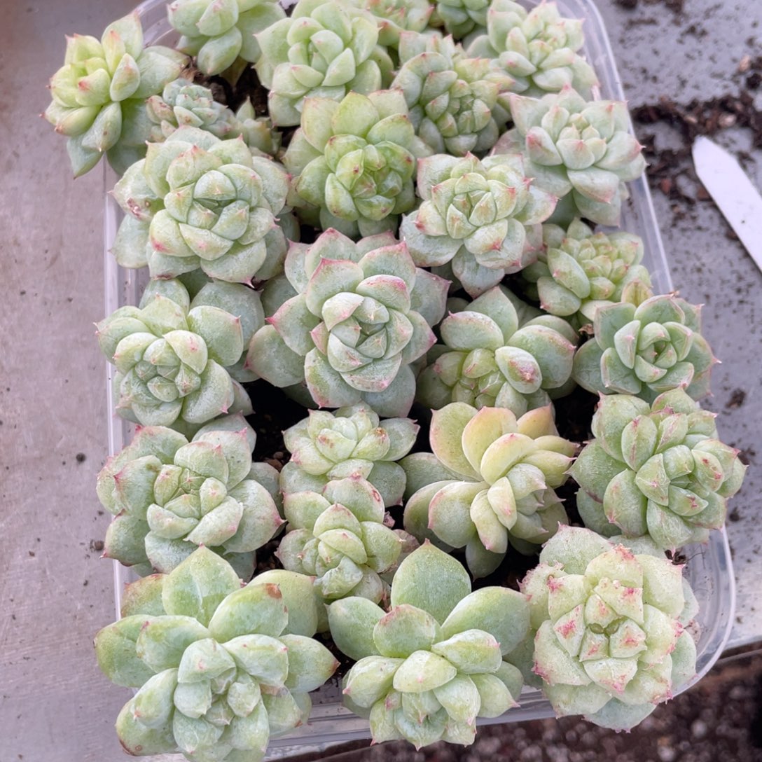 云糖心多肉植物500