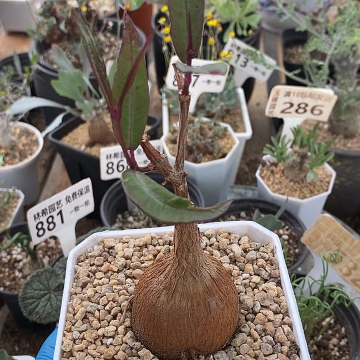 101紫背罗摩带盆一一一一