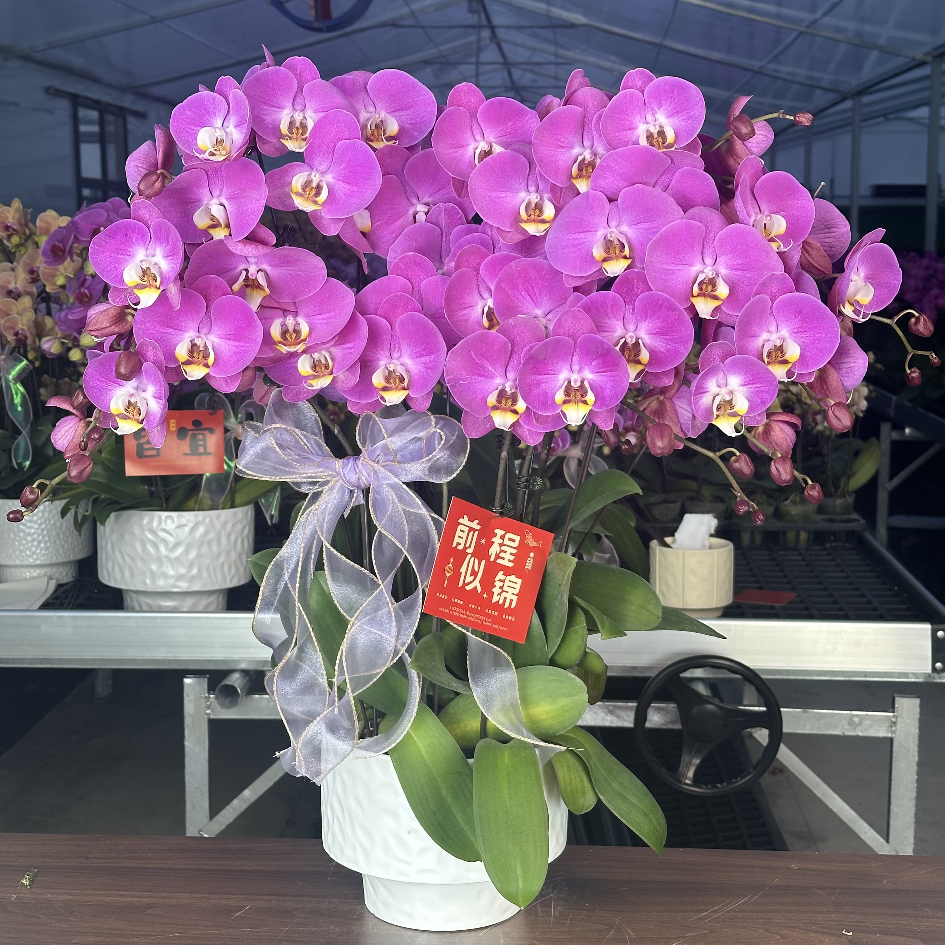 胜花（粉宝图）蝴蝶兰盆栽花卉观花植物室内四季开花优质陶瓷盆8-8