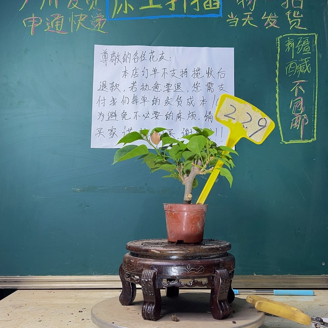 当前无花栽培后可以开花不甜西瓜掌中宝 229