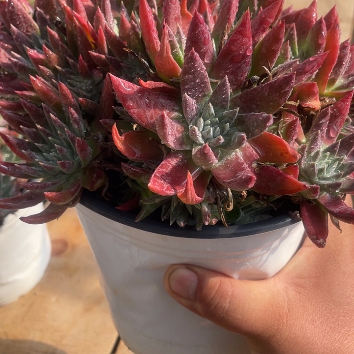 大白雪粗桩福利粗桩