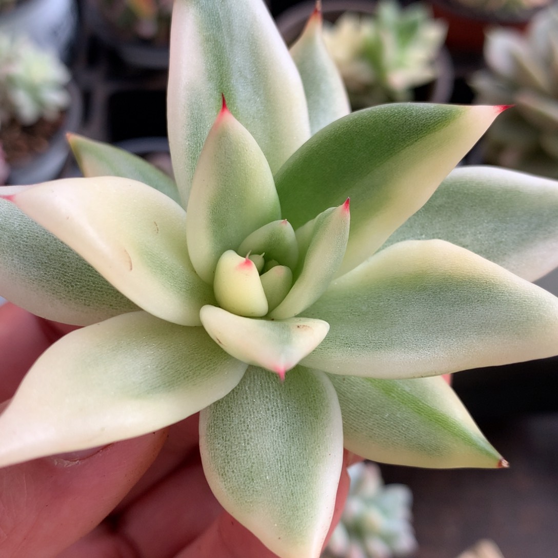 乌木杂头盖l j j j j j j j j