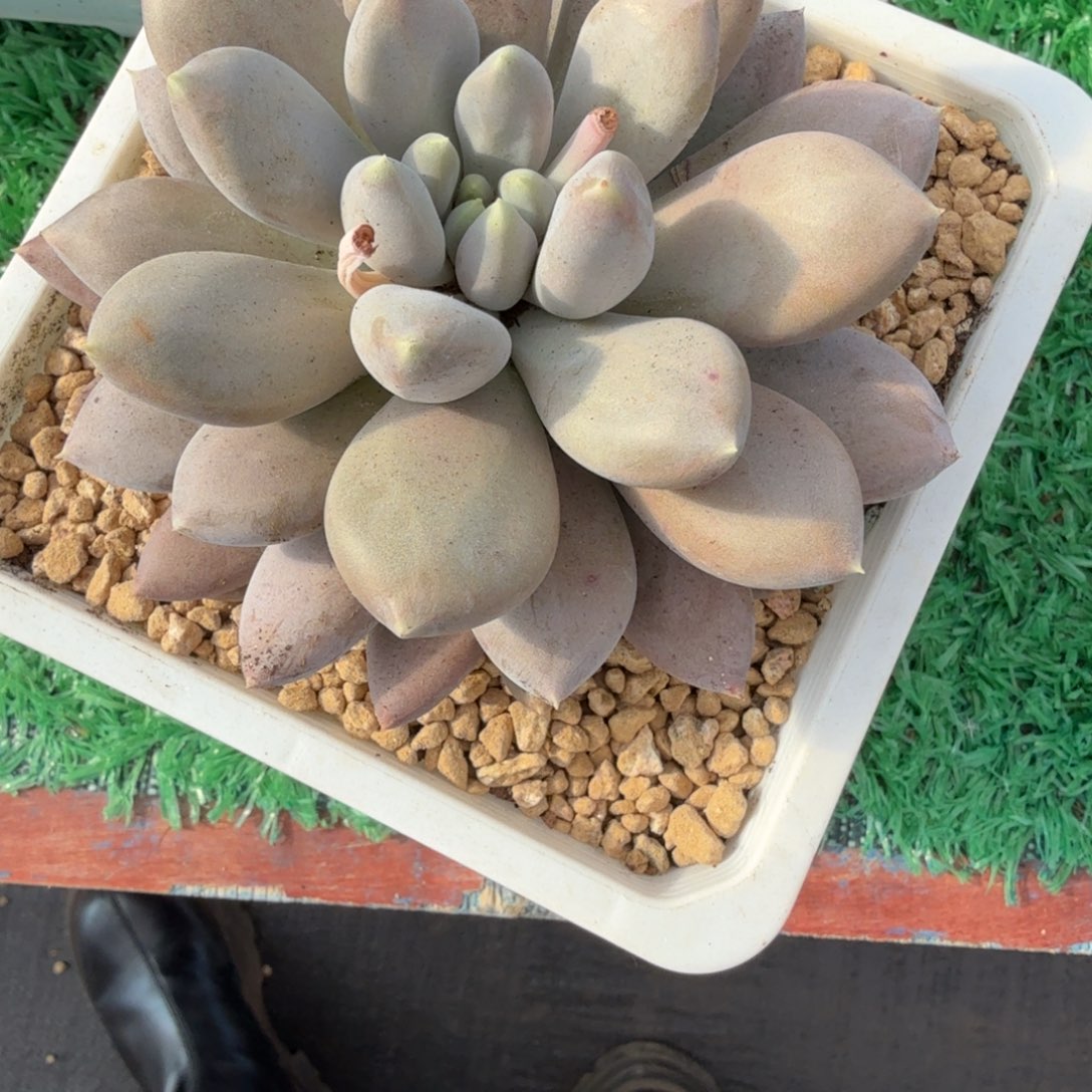 @***兒无花朵肉肉肉肉肉肉肉肉肉肉肉肉