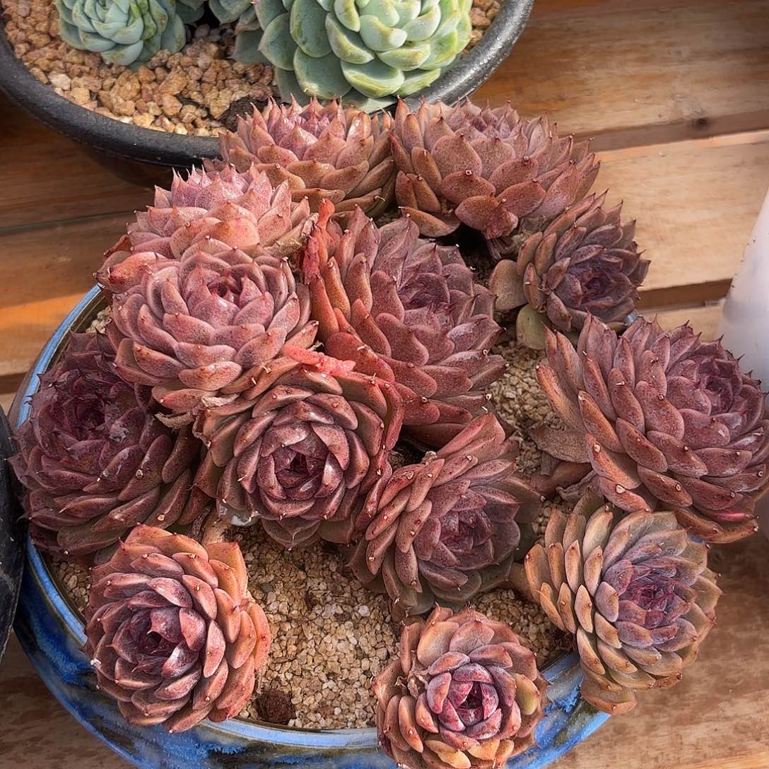 水晶杂交多肉植物多肉